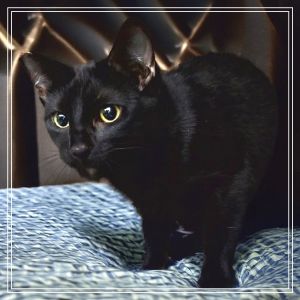 AVA Domestic Short Hair Cat
