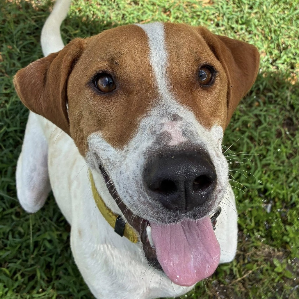 Gus, an adoptable Hound, Spaniel in Freeport, FL, 32439 | Photo Image 1