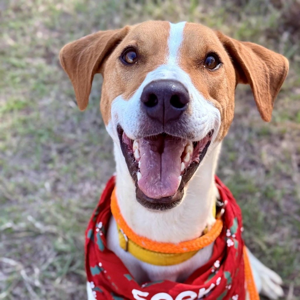 Gus, an adoptable Hound, Spaniel in Freeport, FL, 32439 | Photo Image 4