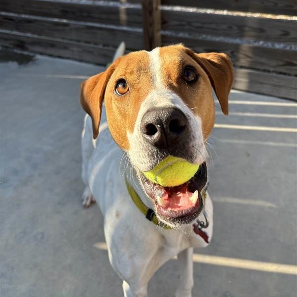 Gus, an adoptable Hound, Spaniel in Freeport, FL, 32439 | Photo Image 5