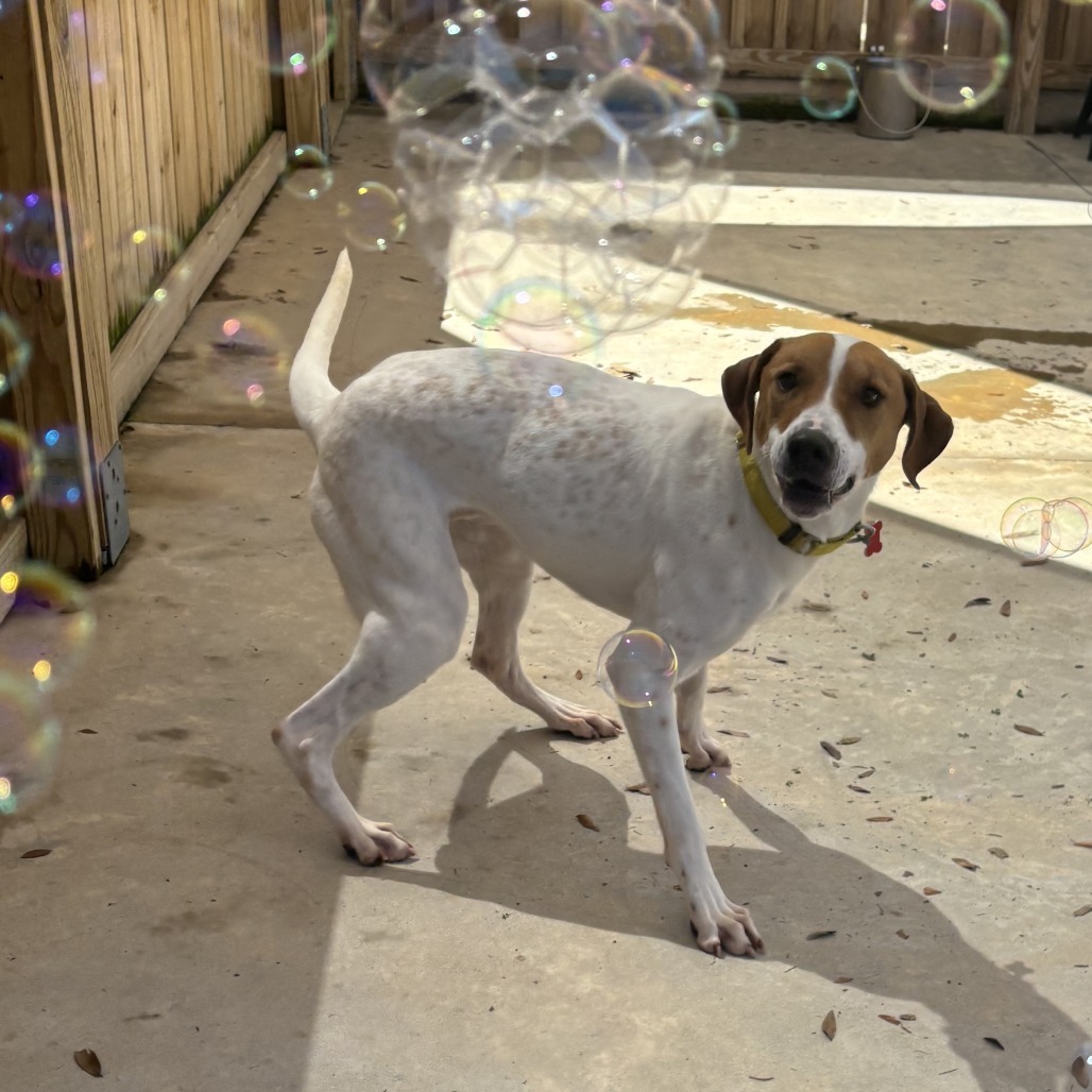 Gus