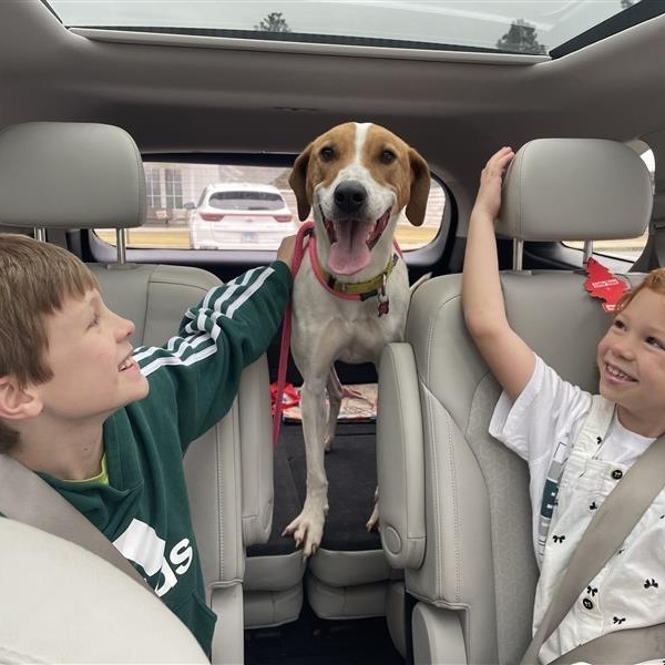 Gus, an adoptable Hound, Spaniel in Freeport, FL, 32439 | Photo Image 6