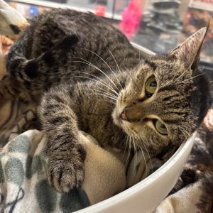 Shelby, Adult Female unknown