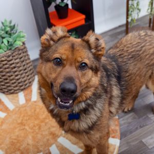 Hawthorne is a loving playful companion with a goofy side and a big heart Once he feels comfortabl