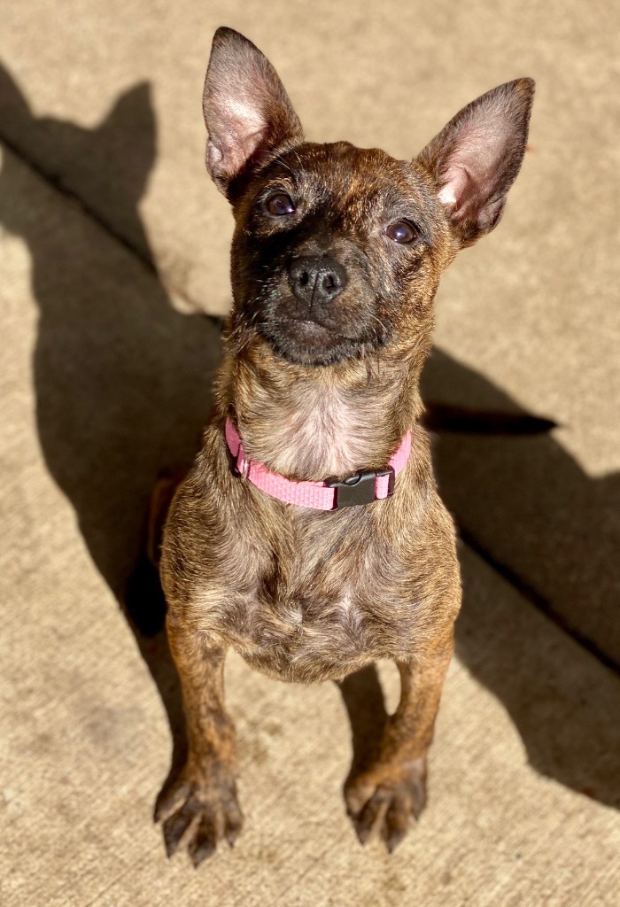 Daisy