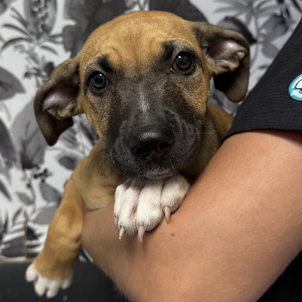 Chive, an adoptable Terrier, Mastiff in Wahiawa, HI, 96786 | Photo Image 1