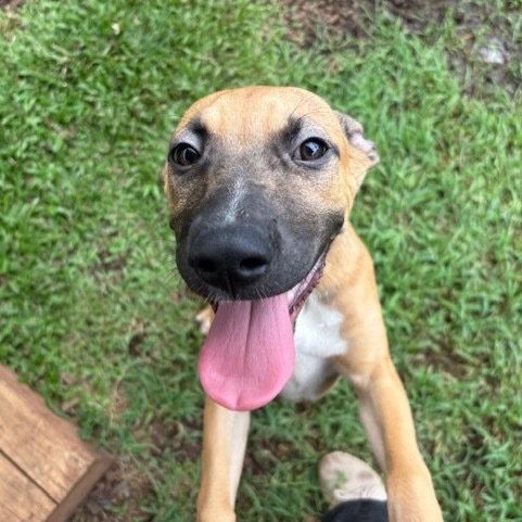 Chive, an adoptable Terrier, Mastiff in Wahiawa, HI, 96786 | Photo Image 1