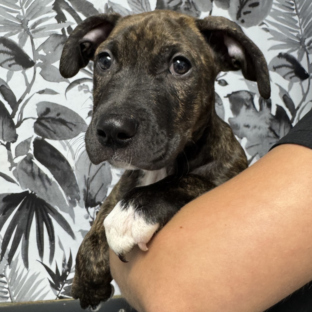 Rosemary, an adoptable Terrier in Wahiawa, HI, 96786 | Photo Image 1