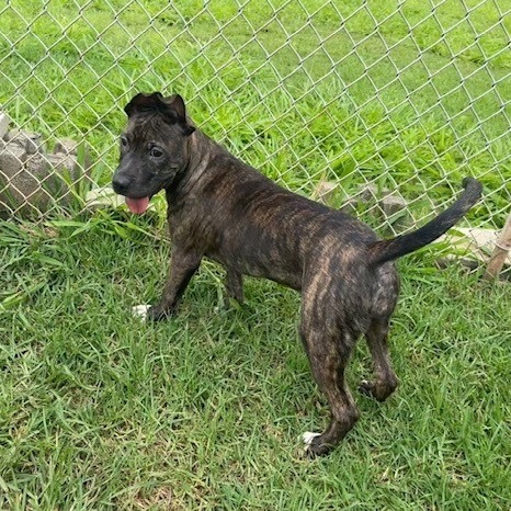 Rosemary, an adoptable Terrier in Wahiawa, HI, 96786 | Photo Image 1