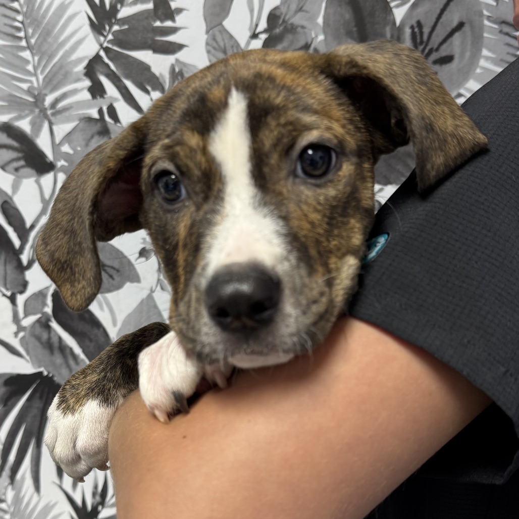 Parsley, an adoptable Terrier in Wahiawa, HI, 96786 | Photo Image 1