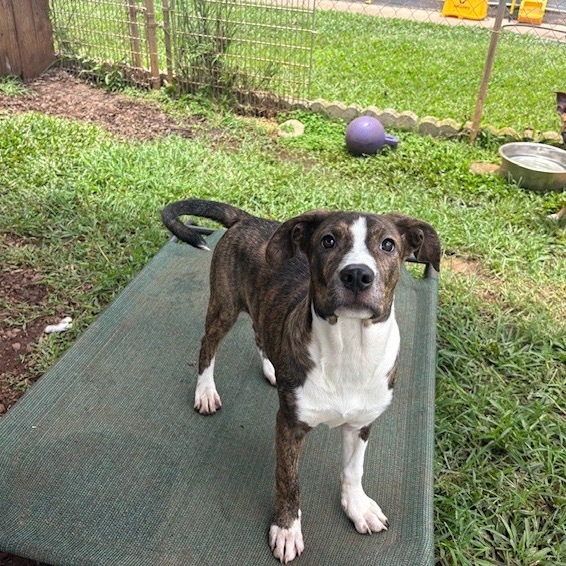 Parsley, an adoptable Terrier in Wahiawa, HI, 96786 | Photo Image 1