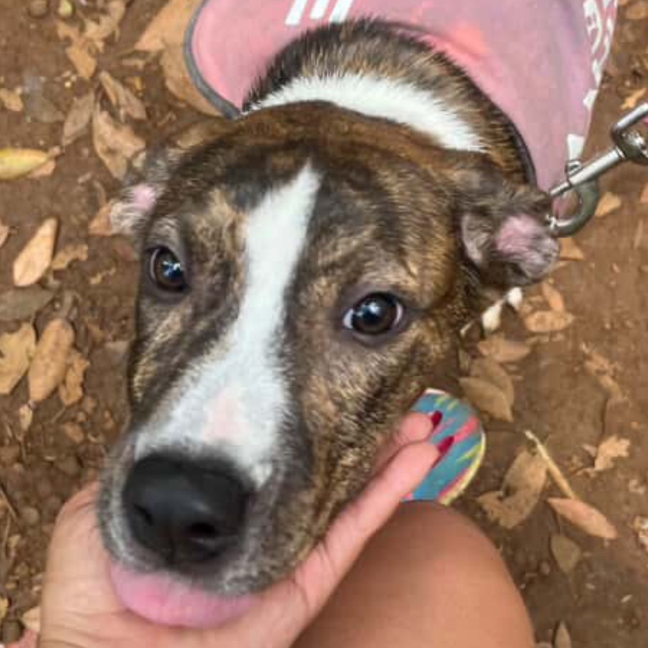 Parsley, an adoptable Terrier in Wahiawa, HI, 96786 | Photo Image 3