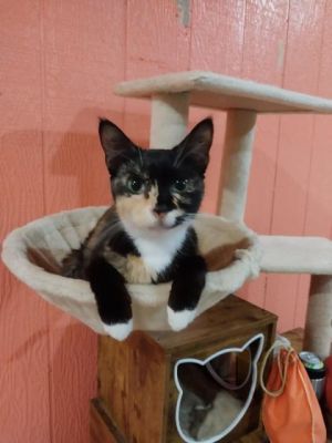 Betty, Young Female Domestic Short Hair
