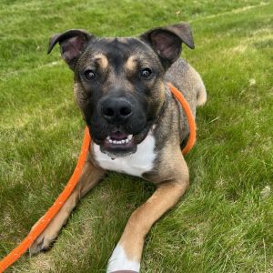 About me -Im a sweet friendly pup with so much love to give -Im house trained and cant wait to