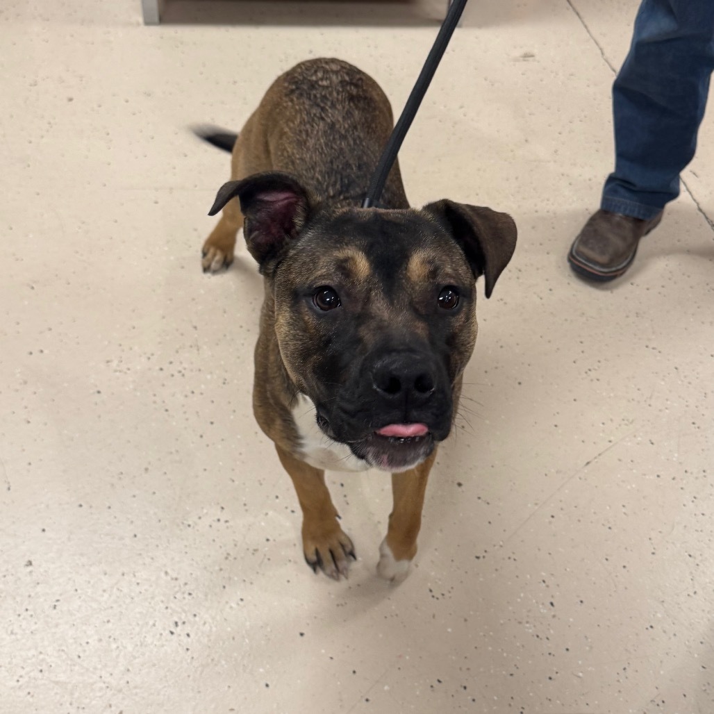 Hank, an adoptable Mixed Breed in Spokane, WA, 99217 | Photo Image 2