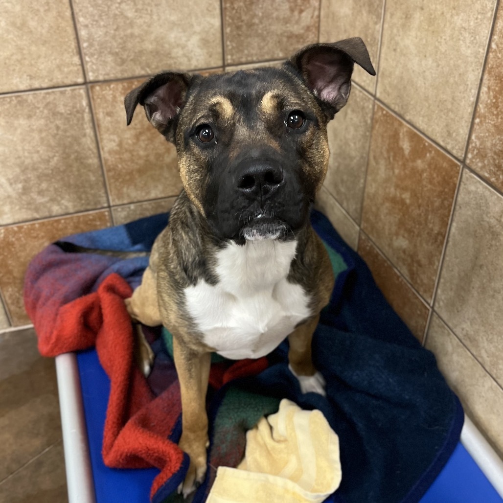 Hank, an adoptable Mixed Breed in Spokane, WA, 99217 | Photo Image 3
