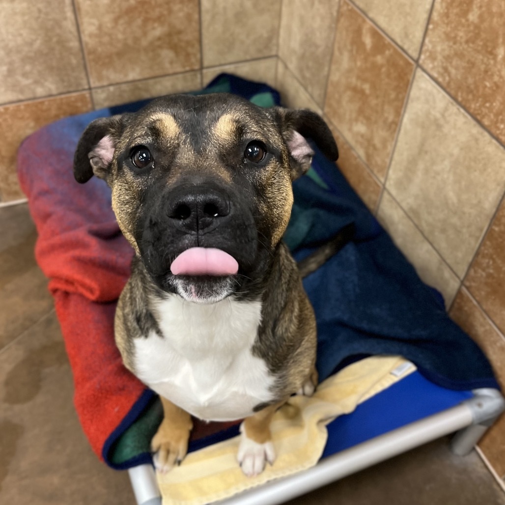 Hank, an adoptable Mixed Breed in Spokane, WA, 99217 | Photo Image 4