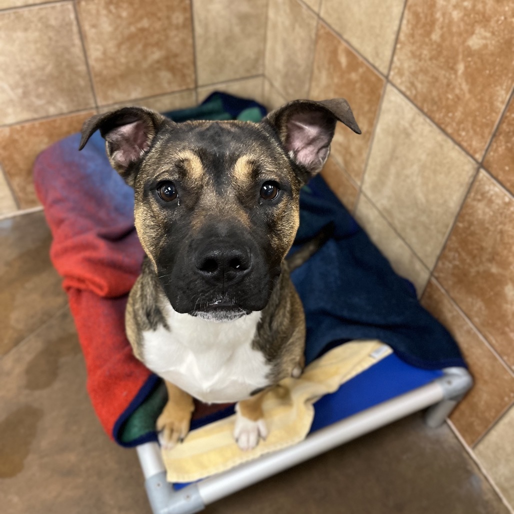 Hank, an adoptable Mixed Breed in Spokane, WA, 99217 | Photo Image 5