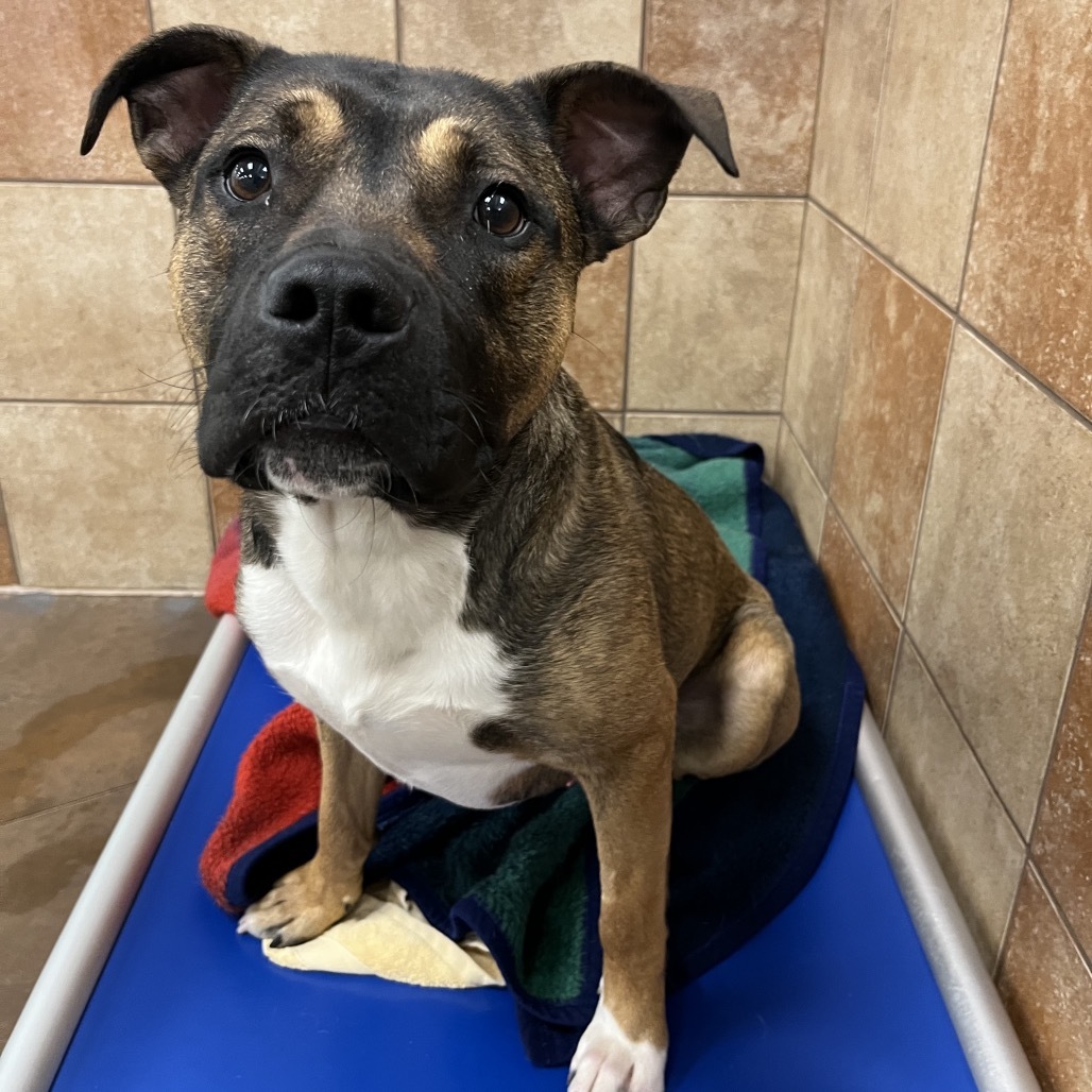 Hank, an adoptable Mixed Breed in Spokane, WA, 99217 | Photo Image 6