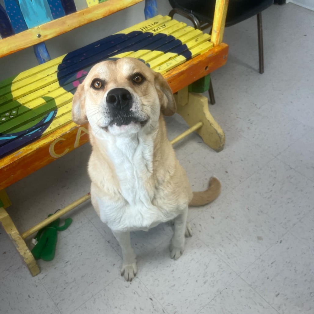 Vera Wang, an adoptable Great Pyrenees, Mastiff in Garden City, KS, 67846 | Photo Image 1