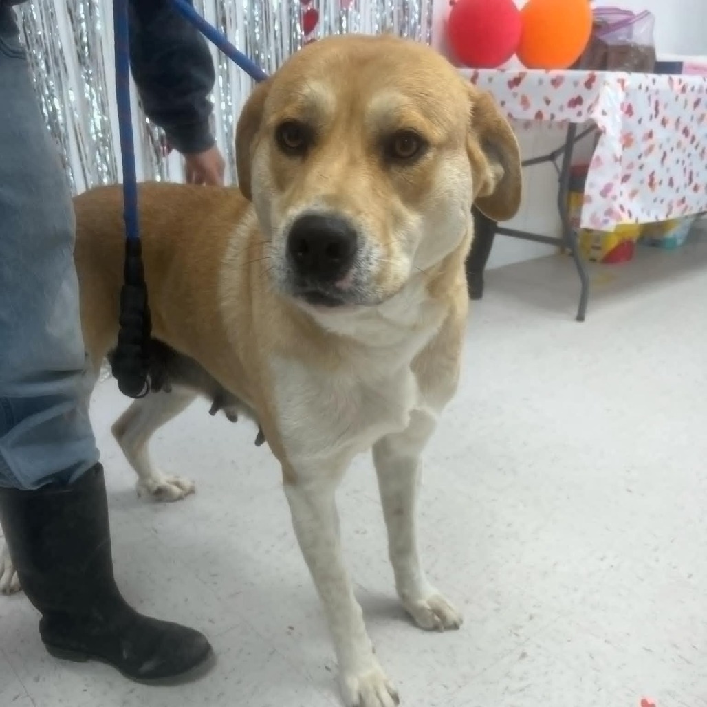 Vera Wang, an adoptable Great Pyrenees, Mastiff in Garden City, KS, 67846 | Photo Image 2