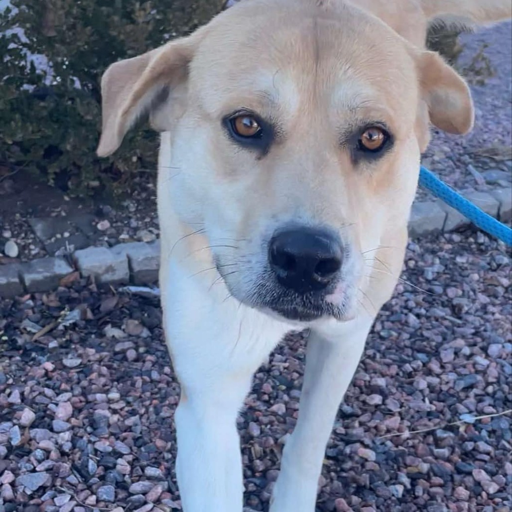Vera Wang, an adoptable Great Pyrenees, Mastiff in Garden City, KS, 67846 | Photo Image 3