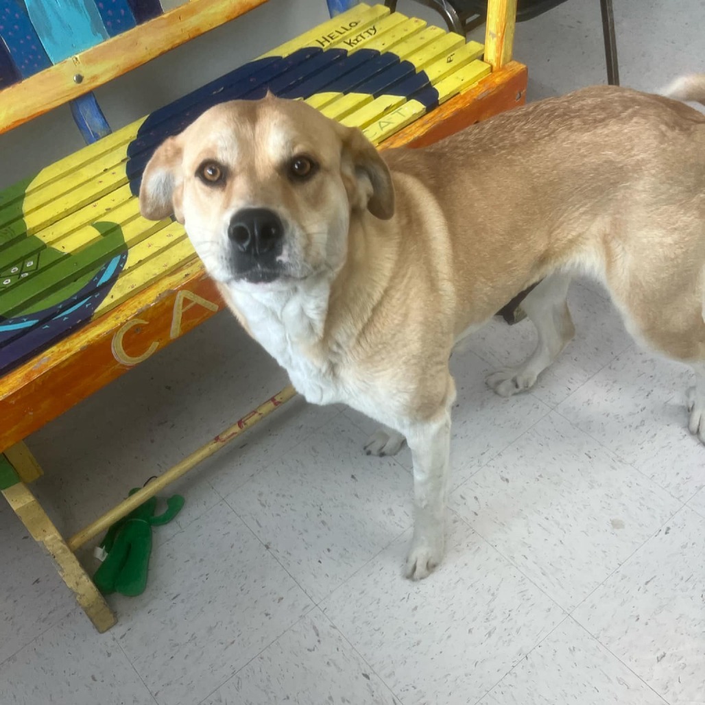 Vera Wang, an adoptable Great Pyrenees, Mastiff in Garden City, KS, 67846 | Photo Image 5