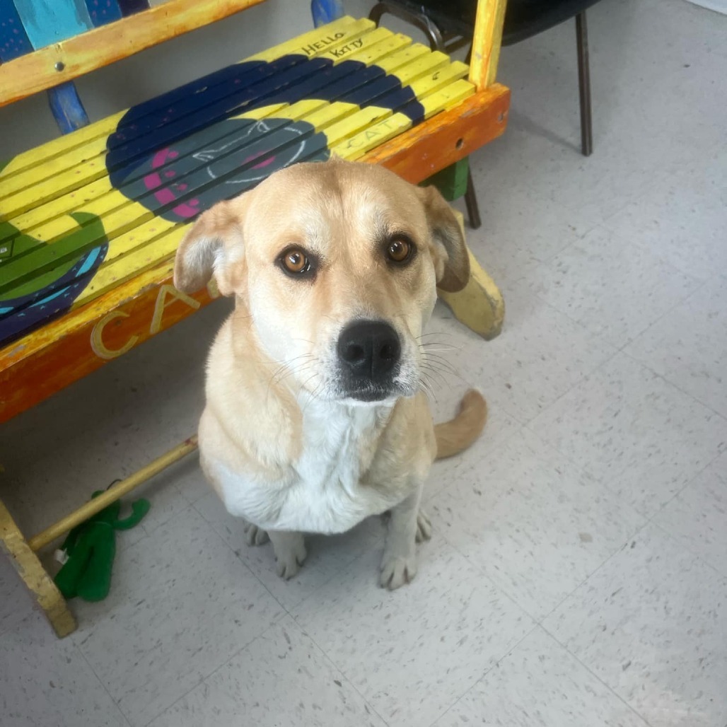 Vera Wang, an adoptable Great Pyrenees, Mastiff in Garden City, KS, 67846 | Photo Image 6