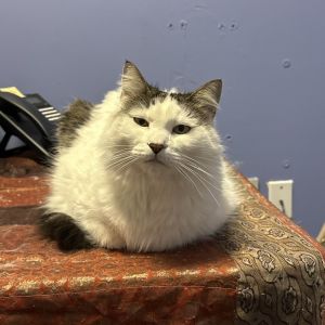 Ginger, Senior Female unknown