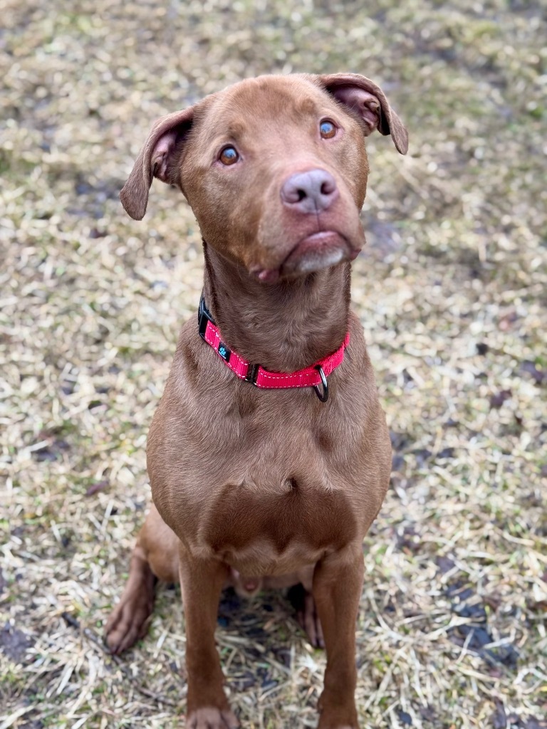 Beau