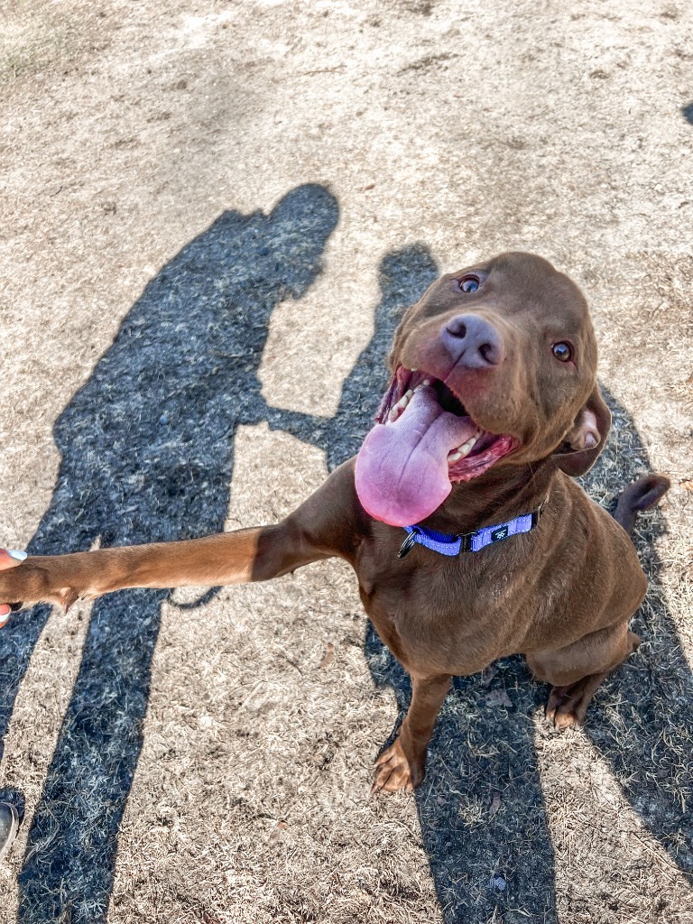 Beau