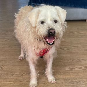 Garamond 12825 Tibetan Terrier Dog