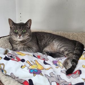 Phoebe, Young Female Domestic Short Hair