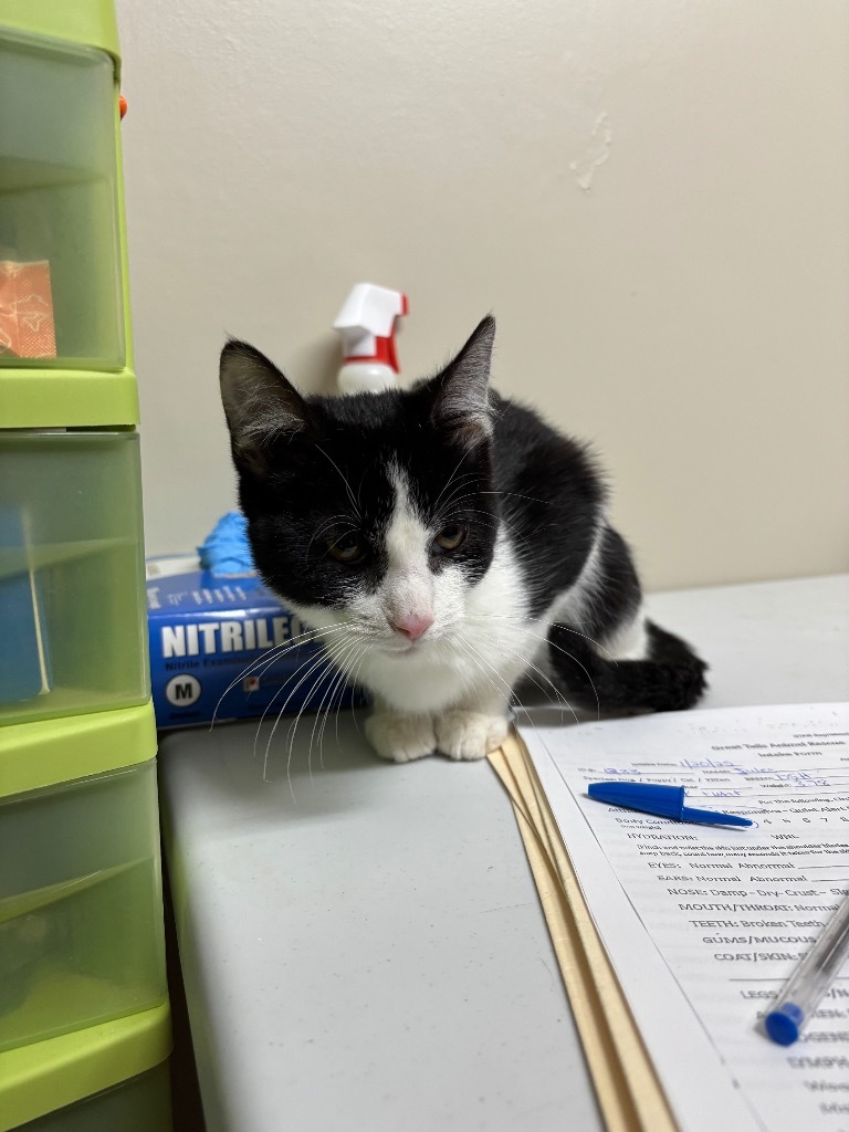 Jules, an adoptable Domestic Short Hair in Grand Rapids, MN, 55744 | Photo Image 2