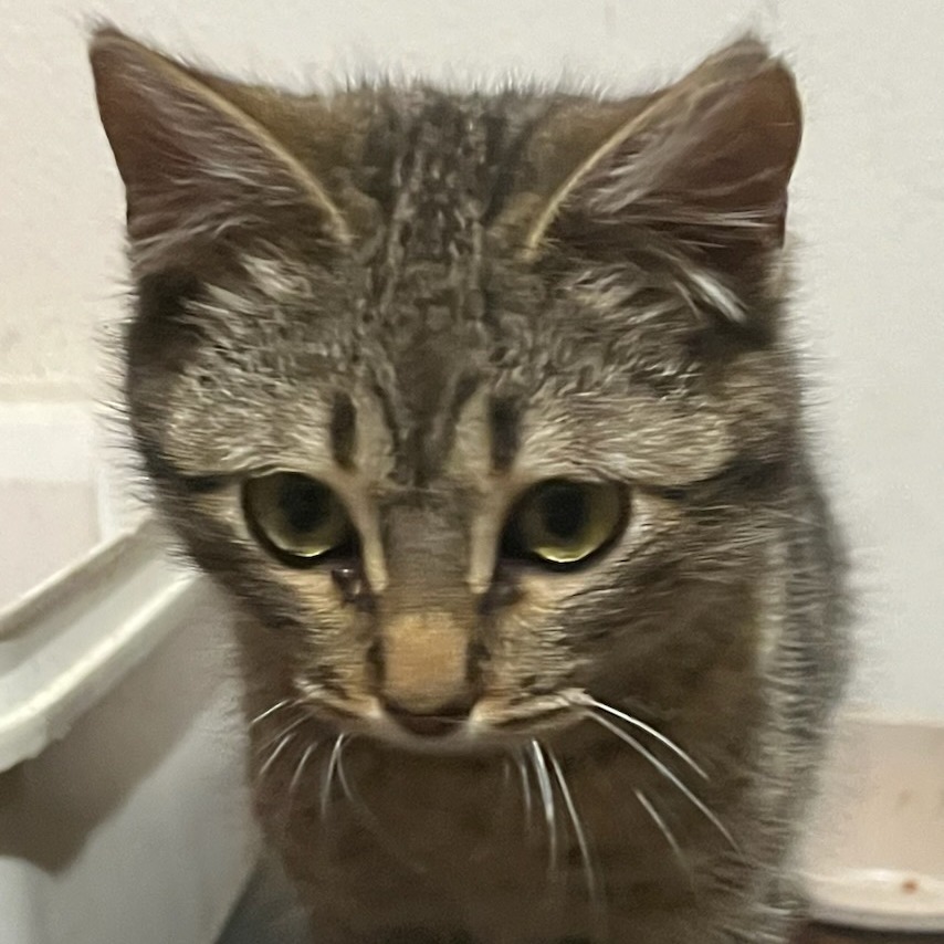Diego, an adoptable Domestic Short Hair in Ashland, OR, 97520 | Photo Image 1