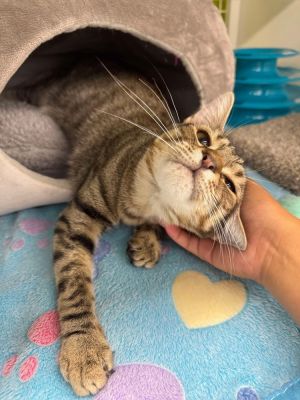 Costello, Young Male Domestic Short Hair