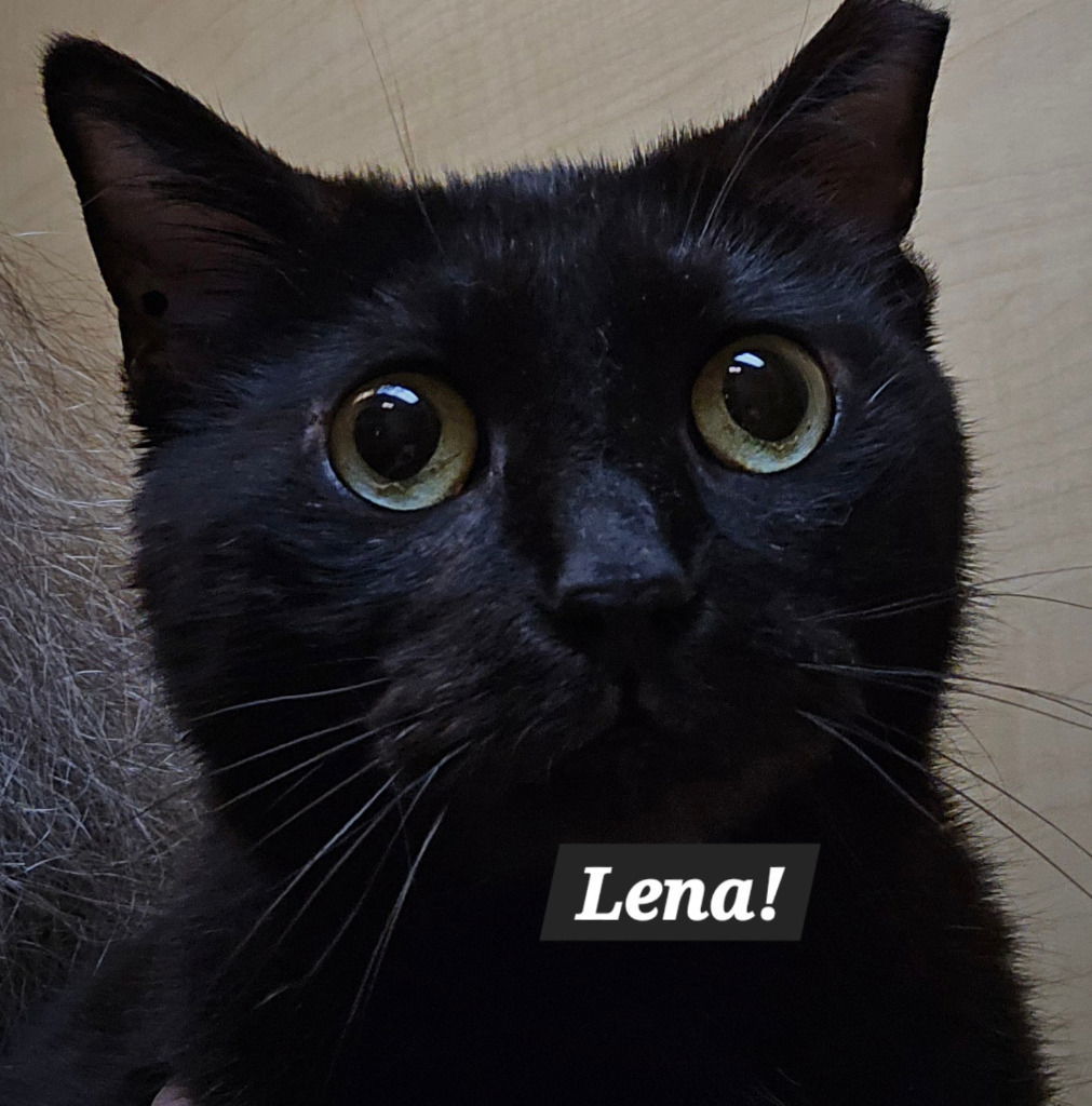 Lena, an adoptable Havana, Domestic Short Hair in San Antonio, TX, 78247 | Photo Image 1