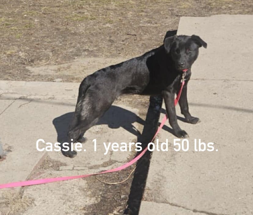 Cassie