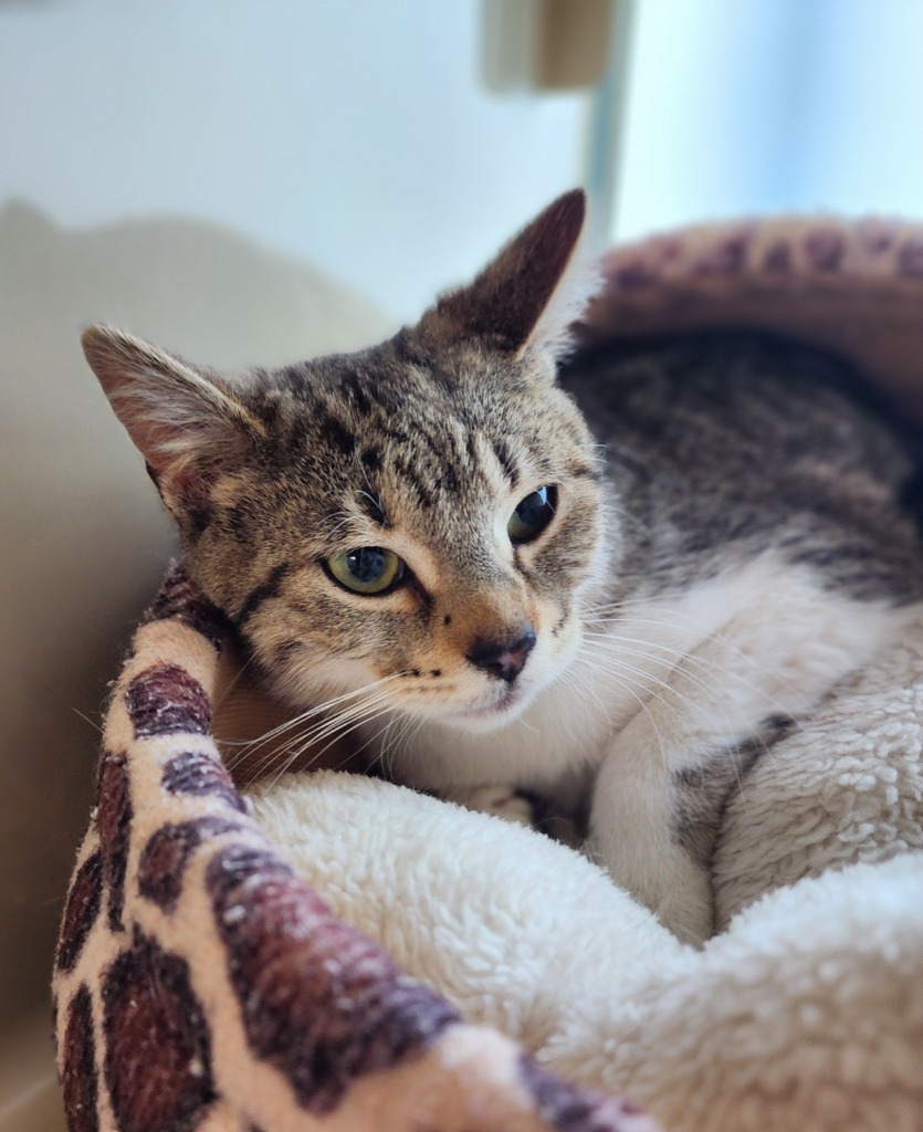 Serena, an adoptable Domestic Short Hair in Superior, WI, 54880 | Photo Image 1