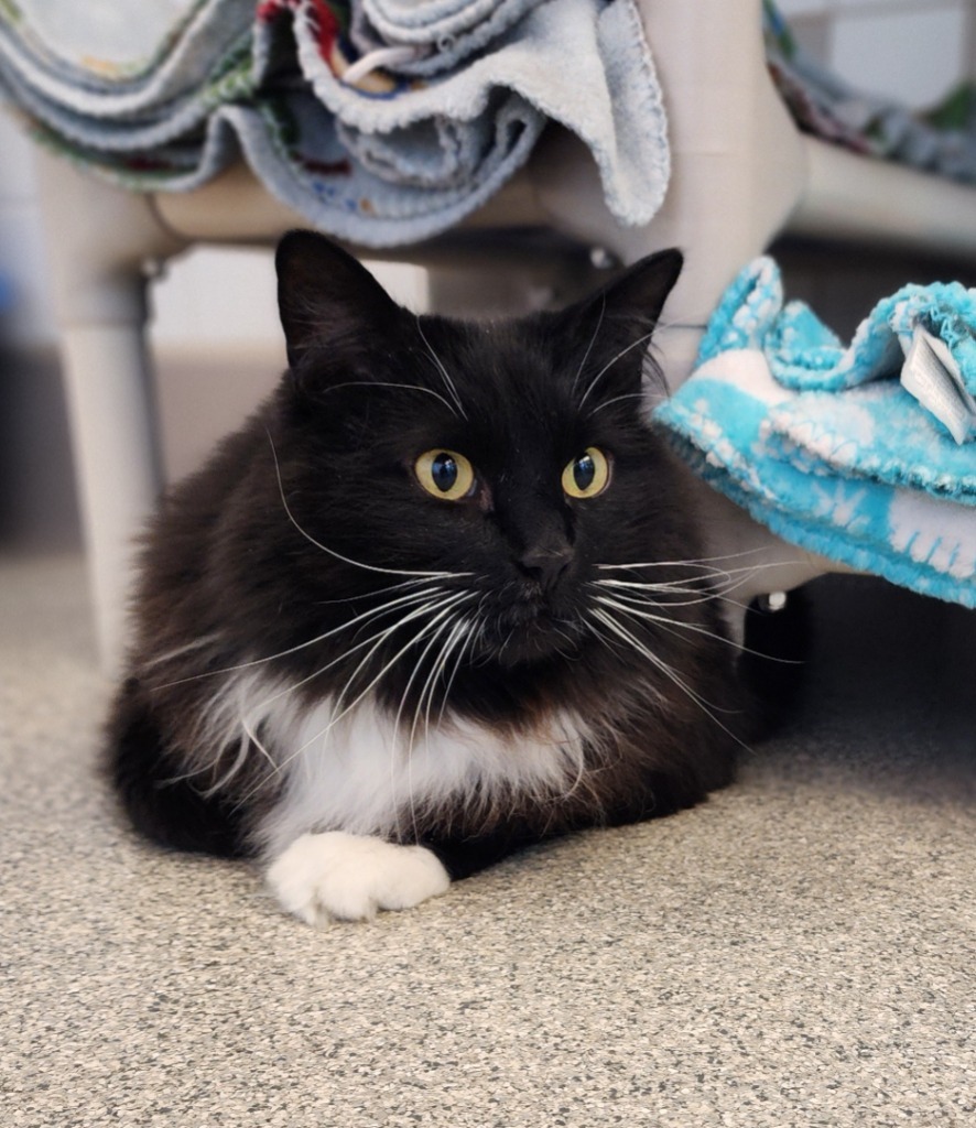 George, an adoptable Domestic Long Hair in Superior, WI, 54880 | Photo Image 1