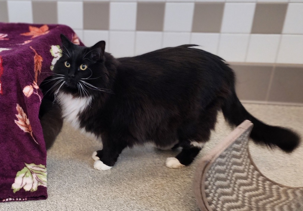George, an adoptable Domestic Long Hair in Superior, WI, 54880 | Photo Image 2