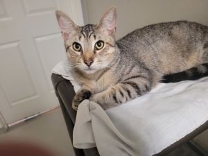 Teague, Baby Male Domestic Short Hair