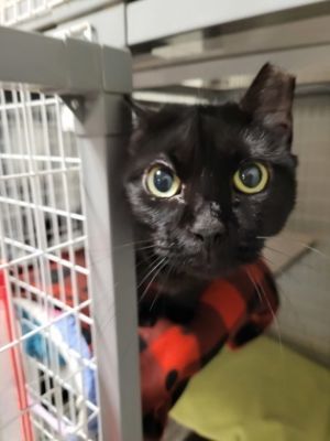 Angel, Baby Female Domestic Short Hair