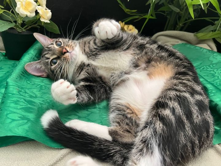 Nala 1