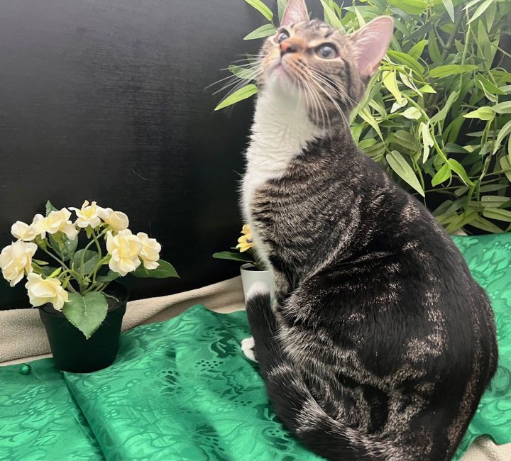 Nala 2