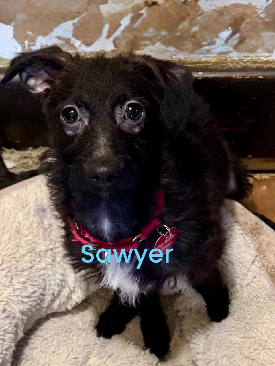 Sawyer