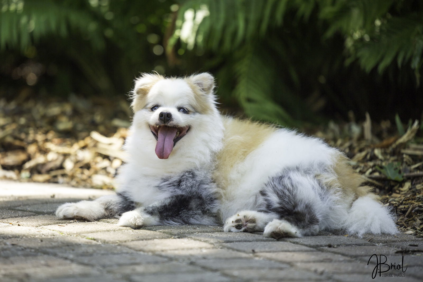 Mr. Marshmallow McFlurry D6023, an adoptable Pomeranian in minneapolis, MN, 55417 | Photo Image 1