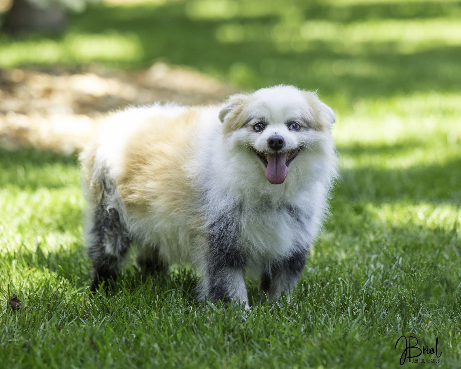Mr. Marshmallow McFlurry D6023, an adoptable Pomeranian in minneapolis, MN, 55417 | Photo Image 2