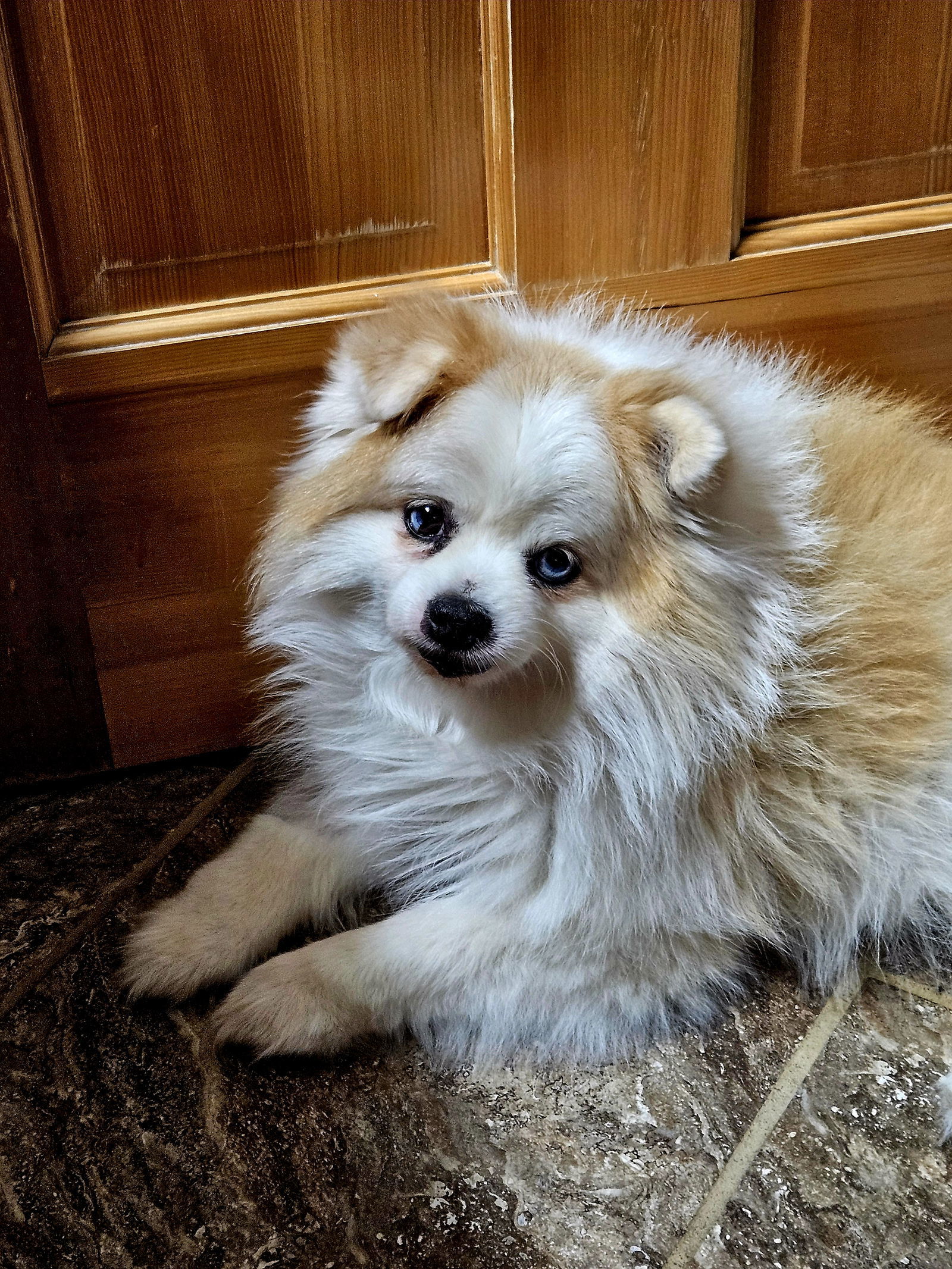 Mr. Marshmallow McFlurry D6023