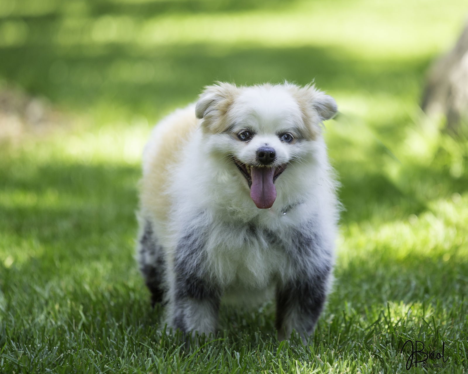 Mr. Marshmallow McFlurry D6023, an adoptable Pomeranian in minneapolis, MN, 55417 | Photo Image 3